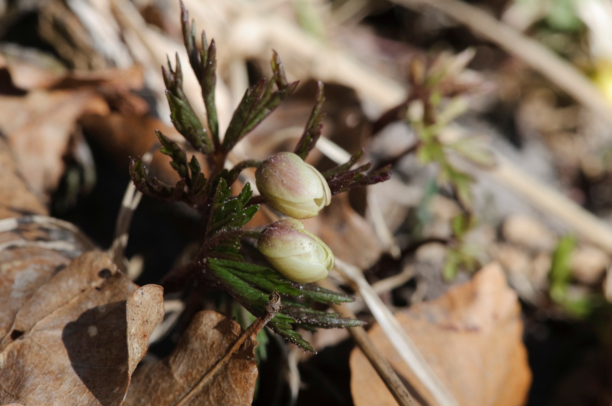 Anemone i udspring